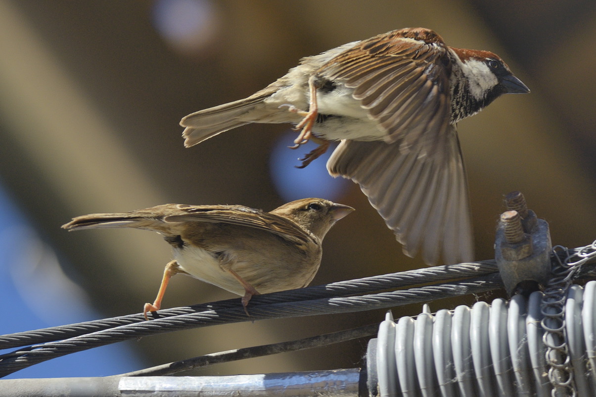 Passeri domestici in copula